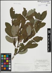 Foto von Salix appendiculata Vill.